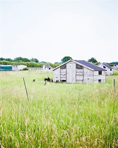 Discover The Cheshire Farm Hatching Pedigree Hens