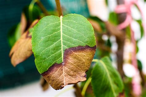 Signs Of A Sick Or Dying Tree Tree Trimming Care Gilbert AZ