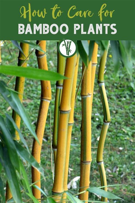 How To Care For Bamboo Plants | Bamboo Plants HQ