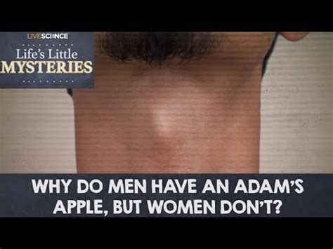 Why Do Men Have An Adam S Apple But Women Don T YouTube