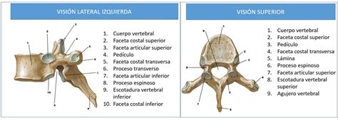 Anatomía De La Columna Dorsal O Torácica Dolopedia