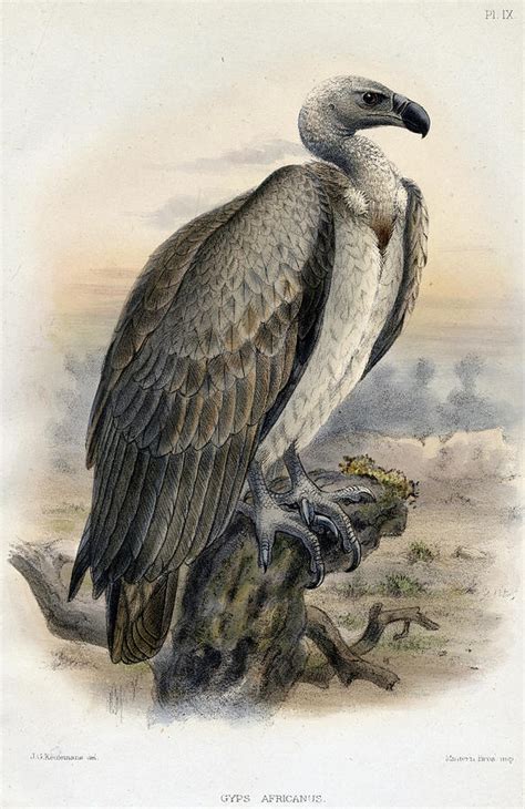 Vulture Painting