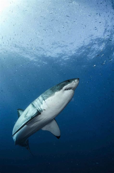 Great White Shark Entire Genome Now Decoded With The Huge Genome Revealing Sequence Adaptations