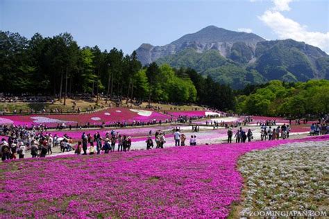 Beautiful shibazakura fields at Hitsujiyama Park in Chichibu (Saitama ...