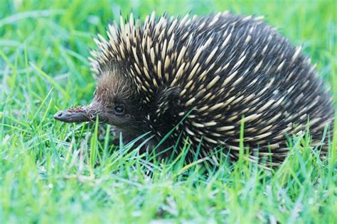 20+ Free Echidna & Australia Images