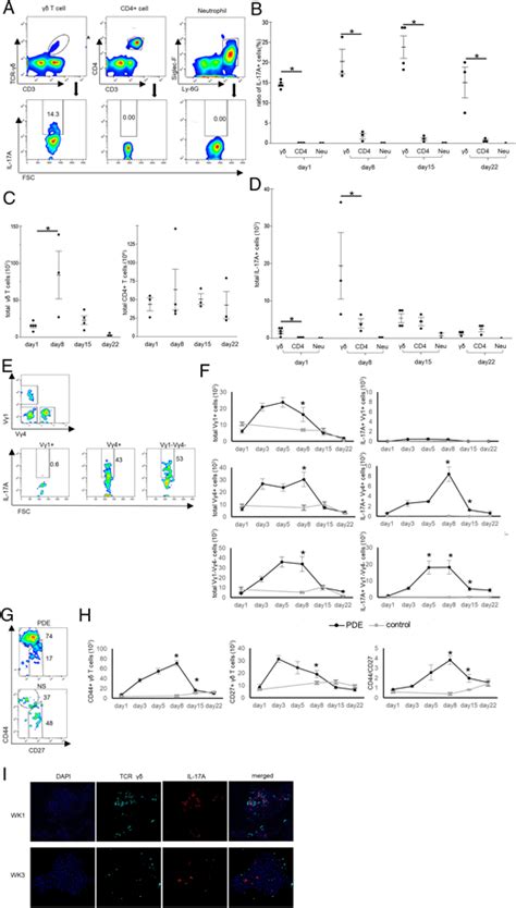 Correction Il 17asecreting Memory γδ T Cells Play A Pivotal Role In