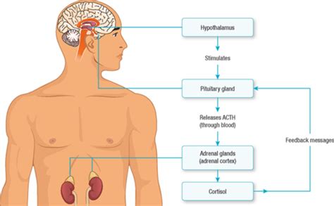 Stress As A Psychological Process Flashcards Quizlet