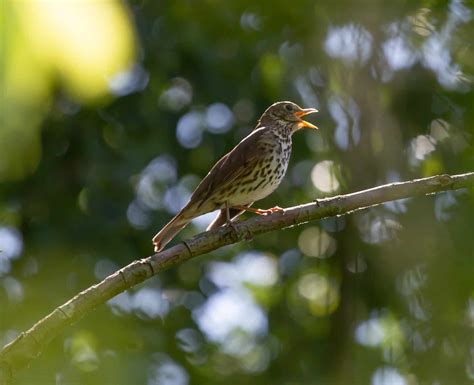 Bird Songs and Calls – Field Studies Council