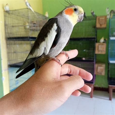 Jual Burung Falk Parkit Australia Cockatiel Normal Grey Jinak Dewasa