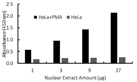 Human Sp Transcription Factor Activity Assay Kit Raybiotech