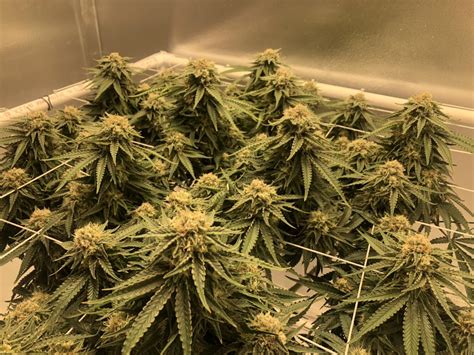 First Grow - Super Lemon Haze | Page 8 | Grasscity Forums - The #1 ...