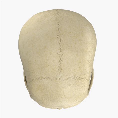 caucasoid male skull 3d max