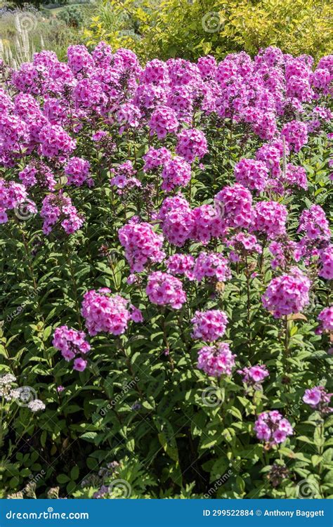 Phlox Paniculata Eva Cullum Stock Photo Image Of Flower Blooming