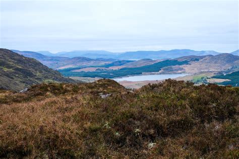 Blanket Bog Plants — Discover Iveragh