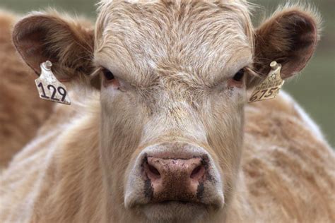 New Case Of Mad Cow Disease Discovered At British Beef Farm