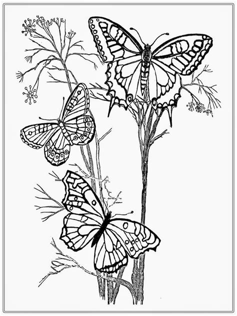 23 Of The Best Ideas For Adult Coloring Pages Butterflies Home