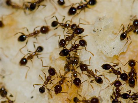 Argentine Ant Identification & Control Guide