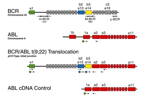 BCR/ABL t(9;22) Translocation Assay for Gel Detection - Invivoscribe