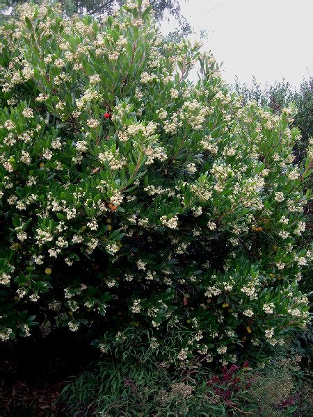 Plantfiles Pictures Arbutus Species Killarney Strawberry Tree