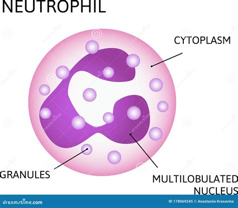 Neutrophil Variety Of White Blood Cells Consist Of Multilobulated