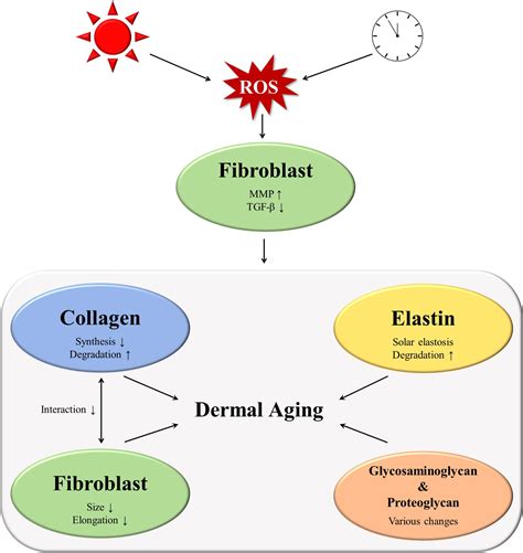 IJMS Free Full Text Molecular Mechanisms Of Dermal Aging And