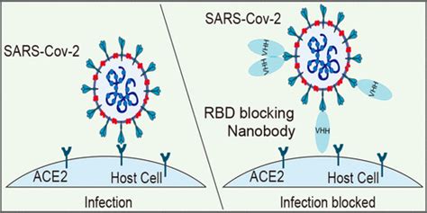 Emerging Landscape Of Nanobodies And Their Neutralizing Applications