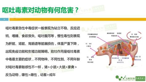 小麥麵粉中嘔吐毒素的危害、限量標準及檢測方法介紹 每日頭條