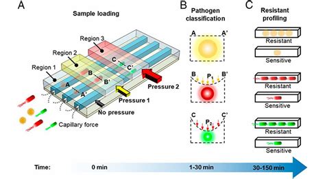 System For Rapid Antimicrobial Susceptibility Testing And Pathogen Id