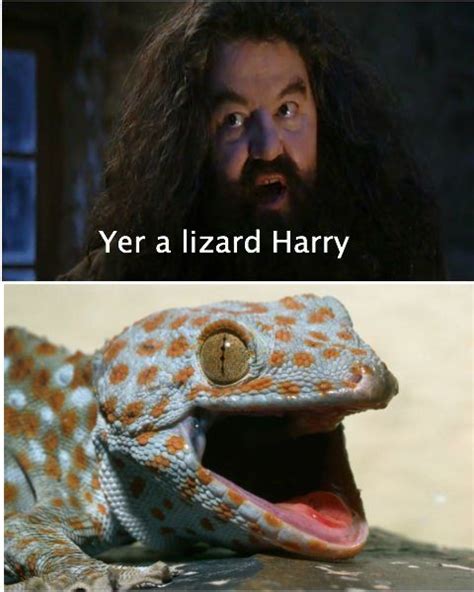 Yer A Lizard Harry