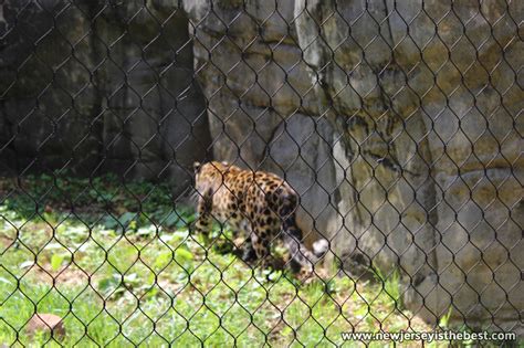 Amur Leopard At The Turtle Back Zoo New Jersey Is The Best