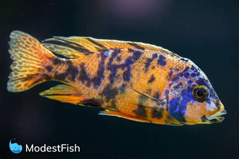 Peacock Cichlid Care: Complete Guide For Aquarists