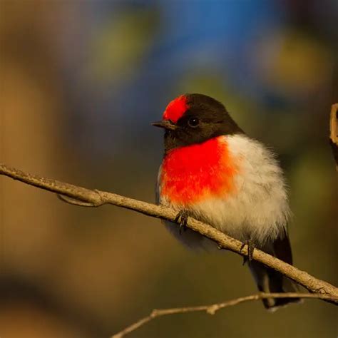 Red Capped Robin Facts Diet Habitat And Pictures On Animaliabio