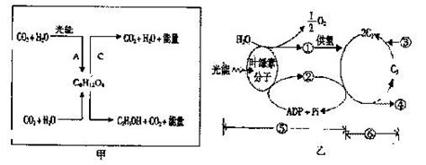 图甲示某些生物的一些生理过程图乙为图甲a更为详细的过程图解据图回答问题1ab两种生理过程分别为a B 2酵母菌获得能量的方式