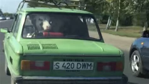 Cow In A Car Rtm Rightthisminute