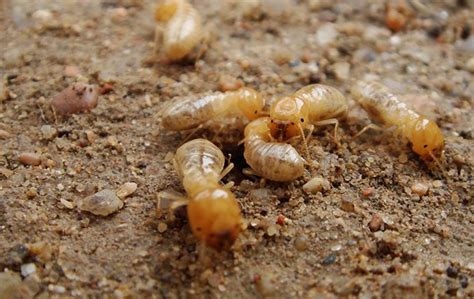 How To Get Rid Of Termites A Comprehensive Guide For La Valle