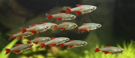 aquascapejuara: Tetra, Ikan hias kecil yang berwarna warni terang rupawan