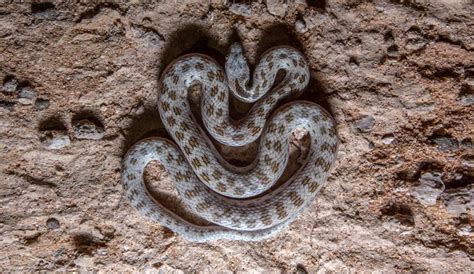 Arizona snake identification: Phoenix, Scottsdale, Tucson and ...