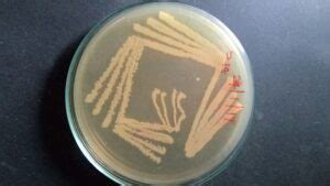 Marine Agar Scheda Del Terreno Di Coltura Per Microbiologia