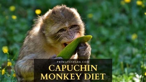 Capuchin Monkey Diet - How Often Do Capuchin Monkeys Eat? - Primates Park