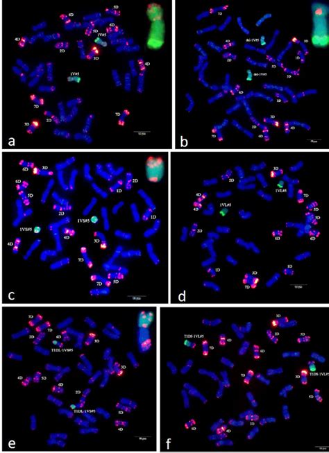 Identification Of The Six Wheat D Villosum V Introgression Lines