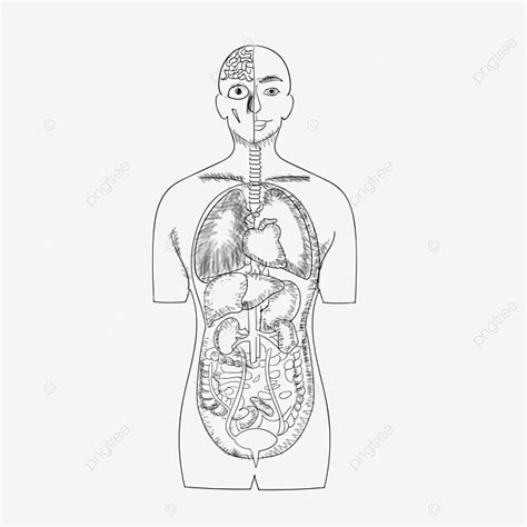 Gambar Organ Dan Organ Dalam Tubuh Manusia Lukisan Garis Organ