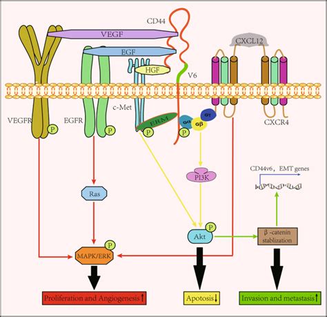 Cd44v6 Engages In Colorectal Cancer Progression Cell Death And Disease