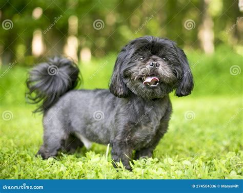 A Happy Black Shih Tzu Dog Outdoors Stock Photo Image Of Standing