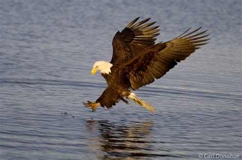 Photo Of Adult Bald Eagle Fishing Kachemak Bay Carl Donohue Photography