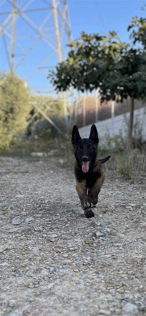 Belçika Kurdu Malinois Köpek Cinsi Özellikleri ve Bakımı patiask