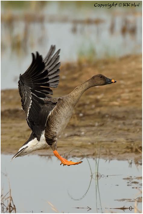 Tundra Bean Goose Anser Serrirostris Dsc N A Photo