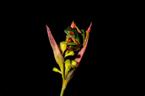 Close-up of a Red-eyed Tree Frog on a Flower · Free Stock Photo