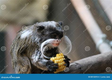 Emperor Tamarin Monkey On Branch White Mustache Stock Photo Image Of