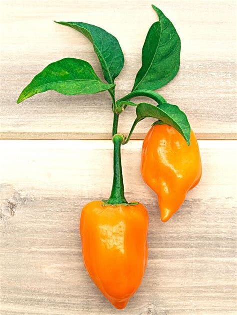 Habanero Pepper: A Delicious and Spicy Journey | Spice and Life