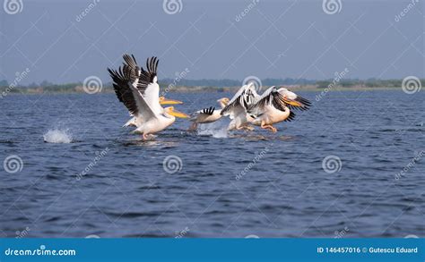 Pelicans on Lake from in Danube Delta , Romania Wildlife Bird Watching Stock Photo - Image of ...